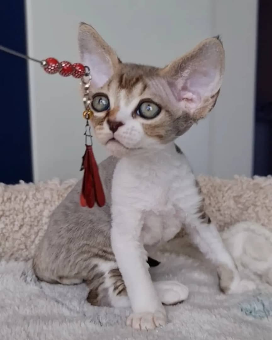 Charlie - Devon Rex Kitten